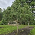 Pinus nigra - Foto 3