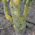 Juglans regia 'Buccaneer'' - 7