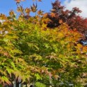 Acer palmatum 'Tsumabeni' - 3