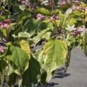 Clerodendrum trichotomum 'Variegatum' - juli 2026