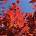 Acer palmatum 'Bloodgood' - Foto 2