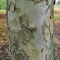 Platanus x hispanica - Afbeelding 1