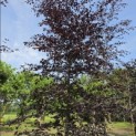 Fagus sylvatica 'Riversii' - Foto 1
