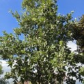 Quercus Ithaburensis 'Hemelrijk Silver. - 4