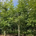 Juglans regia 'Coenen'' - Foto 2