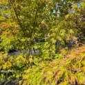 Acer palmatum 'Seiryu' - Foto 7