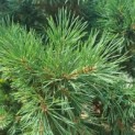 Pinus sylvestris 'Watereri' - Foto 2