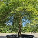 Acer palmatum 'Dissectum' - Foto 4