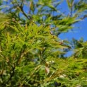 Acer palmatum 'Dissectum' - Foto 3