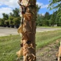 Betula nigra - 2
