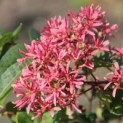 Heptacodium miconioides