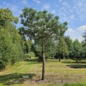 Pinus sylvestris - Foto 1