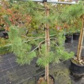Pinus sylvestris - Foto 3