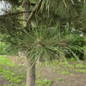 Pinus nigra 'Nigra' - 1