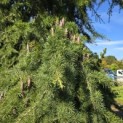 Cedrus deodara 'Pendula' - 4
