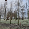 Cercidiphyllum japonicum - rood-witte pillon is 200 cm hoog