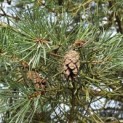 pinus sylvestris 'Glauca' - 7