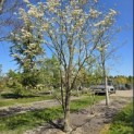 Cornus Florida 'Rainbow' - 5