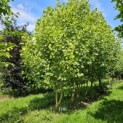 Liriodendron tulipifera 'Aureomarginatum' - Foto 1