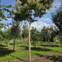 Heptacodium miconioides - Foto 2