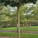 Gleditsia triacanthos ‘Elegantissima’ - 3