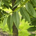 Juglans Nigra - 5