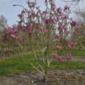 Magnolia 'Susan' - 1