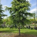 Cedrus deodara 'Aurea' - 1