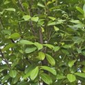 Prunus laurocerasus 'Rotundifolia' - 1