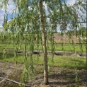 Salix x sepulcralis 'Chrysocoma' - 2