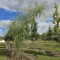 Salix x sepulcralis 'Chrysocoma' - 3