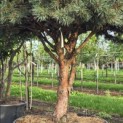 Pinus sylvestris 'Watereri' - Foto 1