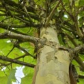Platanus x hispanica - Foto 7