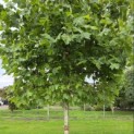 Platanus x hispanica - Foto 6