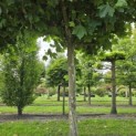 Platanus hispanica - 5