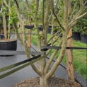 Parrotia persica - 5