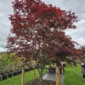 Acer palmatum 'Atropurpureum' - 2