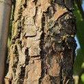 Magnolia acuminata - Foto 2