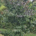 Parrotia persica 'Bella' - 6