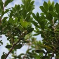 Arbutus unedo - 1