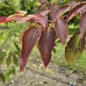 Cornus controversa - 9