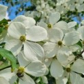 Cornus 'Norman Hadden' - bloemen