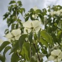 Cornus kousa 'Milky Way' - Foto 4