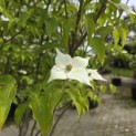 Cornus kousa 'Milky Way' - Foto 3