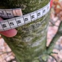 Fagus sylvatica - 2025