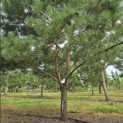 Pinus sylvestris - 3