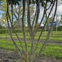 Prunus laur. Caucasica - 2