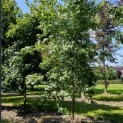 Liquidambar styraciflua - 4