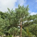 Pinus sylvestris - Foto 4