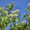 Cornus controversa - Foto 3